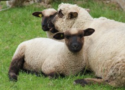 Normal_schaap__wol__vacht__boerderij__kinderboerderij