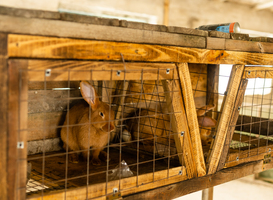 Basisschool door inwoners Zwanenburg geholpen na incident met vermoorde dieren Basisschool door inwoners Zwanenburg geholpen na incident met vermoorde dieren